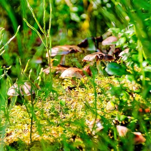 Mushrooms
